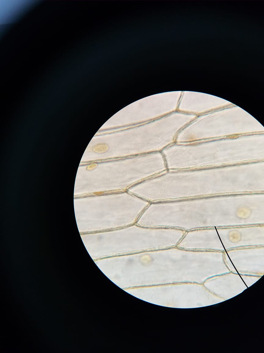 celula_vegetal 04 celula_vegetal 04